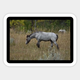 Grey Wild Horse Sticker